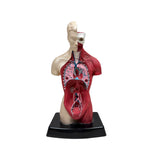 1996 Anatomical Model